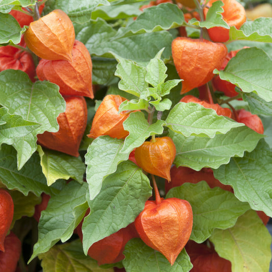 Physalis franchetii - Amour en cage - Bakker