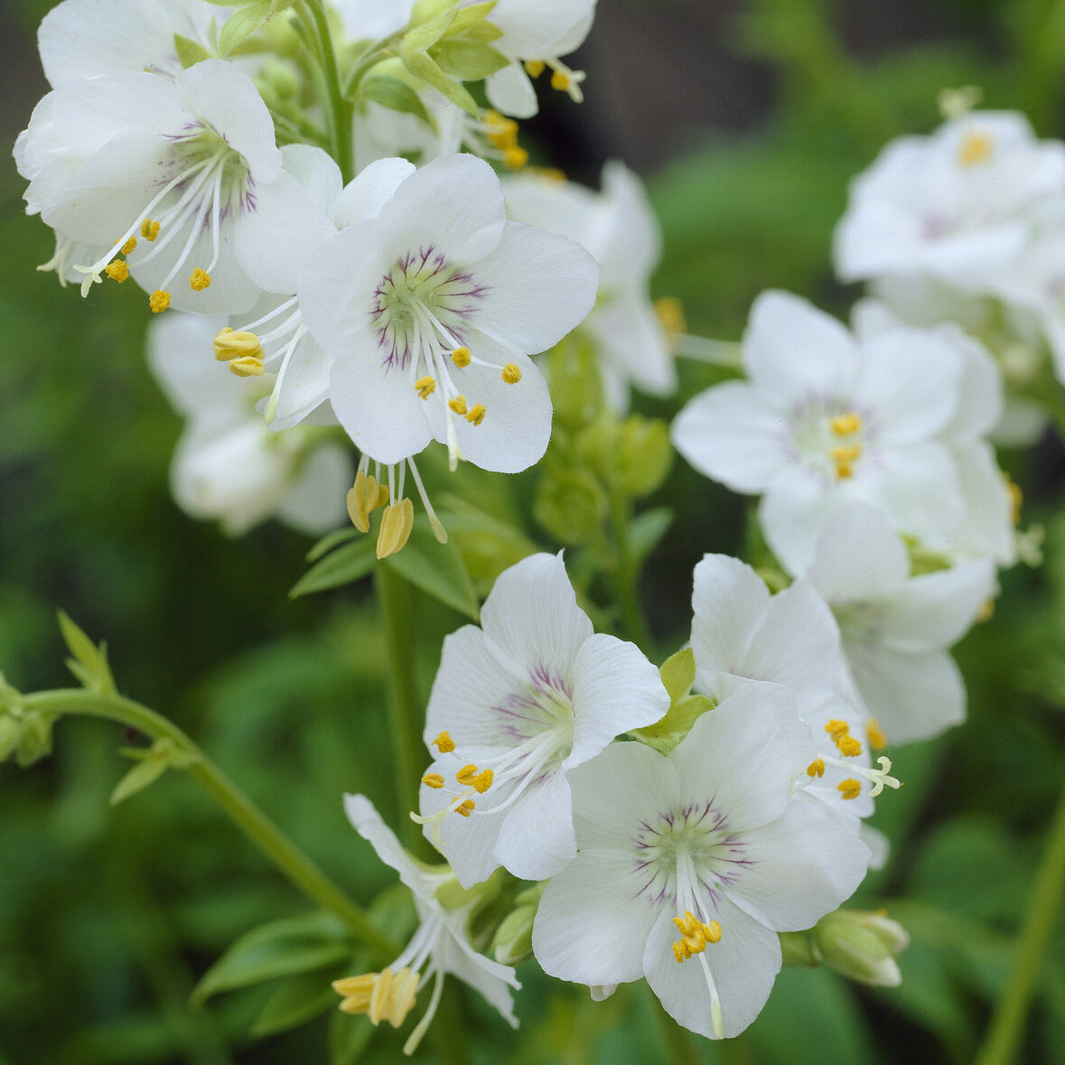 Polemonium caeruleum Album - Valériane grecque blanche - Plantes vivaces