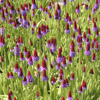 Primula vialii - Primevère des marais - Plantes vivaces
