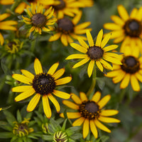 Rudbeckia fulgida Little Goldstar - Rudbeckia Little Goldstar - Rudbeckia