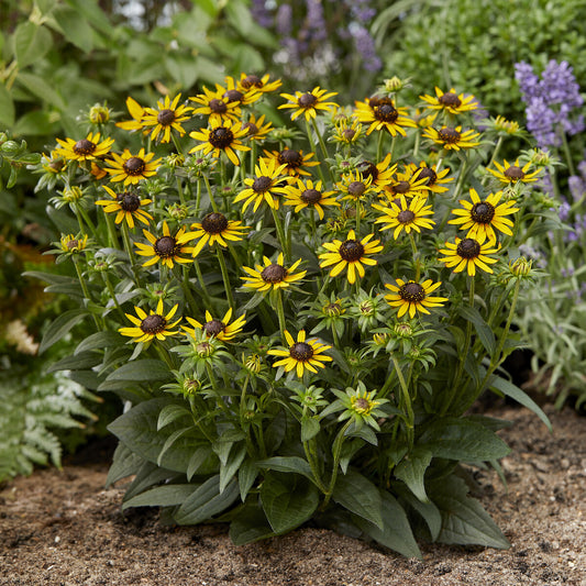 Rudbeckia Little Goldstar - Bakker