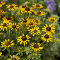 Rudbeckia - Rudbeckia Little Goldstar - Rudbeckia fulgida Little Goldstar