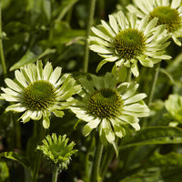 Rudbeckia Little Goldstar - Rudbeckia fulgida Little Goldstar - Bakker