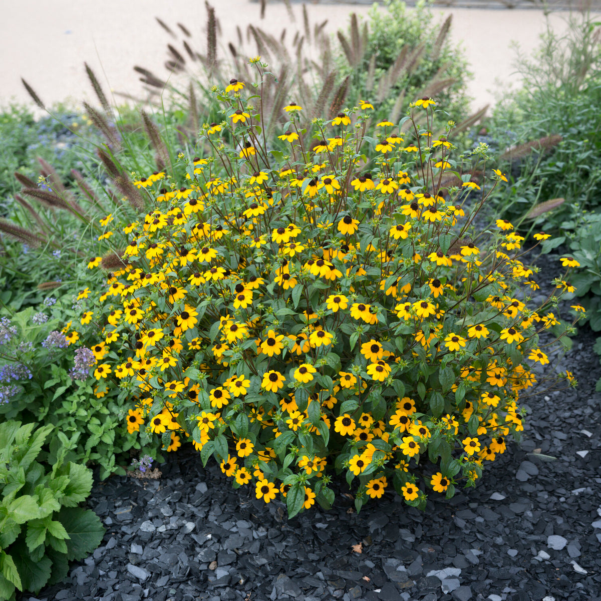 Rudbeckia trilobée - Rudbeckia  triloba - Bakker