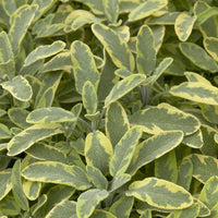 Salvia officinalis Aurea - Sauge officinale Aurea - Sauges