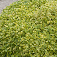 Sauge officinale Aurea - Salvia officinalis Aurea - Bakker