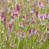 Pimprenelle officinale Pink Tanna Grande Pimprenelle Pink Tanna - Sanguisorba officinalis Pink Tanna - Bakker