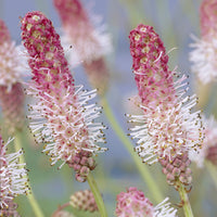Sanguisorba officinalis Pink Tanna - Pimprenelle officinale Pink Tanna Grande Pimprenelle Pink Tanna - Vivaces fleuries