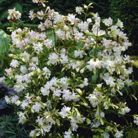 Saponaire officinale blanche - Bakker