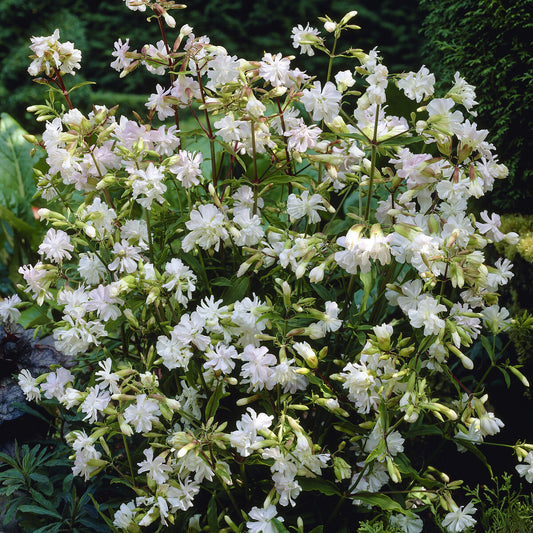 Saponaire officinale blanche - Bakker