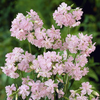Plantes vivaces - Saponaire officinale rose - Saponaria officinalis Rosea Plena
