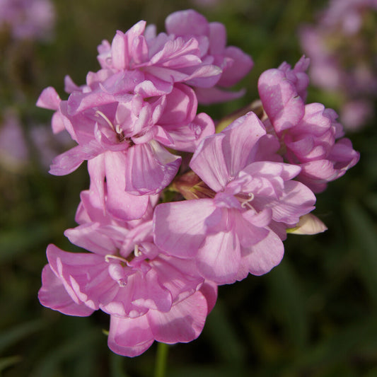 Saponaire officinale rose