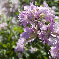 Saponaria officinalis Rosea Plena - Saponaire officinale rose - Plantes vivaces