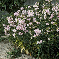 Saponaire officinale rose - Saponaria officinalis Rosea Plena - Bakker