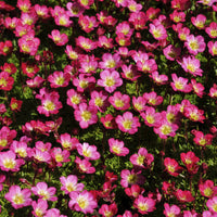 Saxifrage - Saxifrage mousse Peter Pan - Saxifraga arendsii Peter Pan