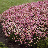 Saxifrage mousse Peter Pan - Bakker