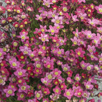 Saxifraga arendsii Peter Pan - Saxifrage mousse Peter Pan - Saxifrage