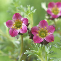 Saxifrage mousse Peter Pan - Saxifraga arendsii Peter Pan - Bakker