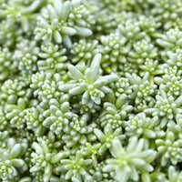 3 Sedum Coral Carpet - Sedum album Coral Carpet - Bakker