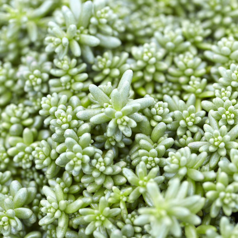 Sedum Coral Carpet - Sedum album Coral Carpet - Bakker