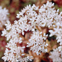Plantes vivaces - 3 Sedum Coral Carpet - Sedum album Coral Carpet