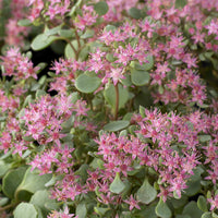 3 Sedum Lidakense - Bakker