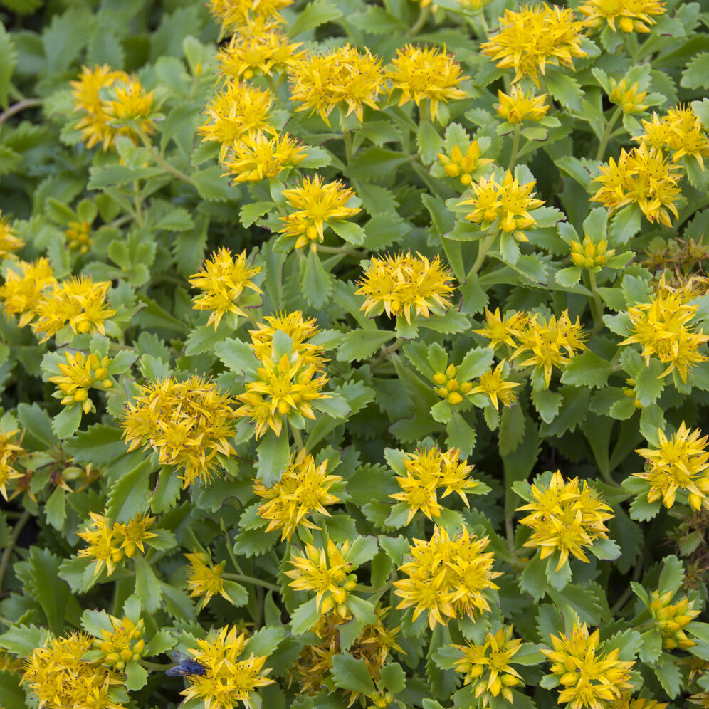 Sedum du Kamtschaka - Bakker