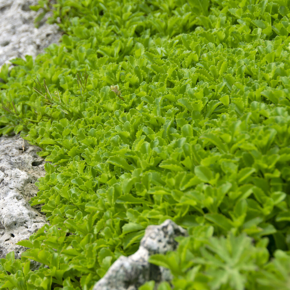 Sedum du Kamtschaka - Sedum kamtschaticum - Bakker