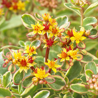 3 Sedum du Kamtschaka panaché - Sedum kamtschaticum Variegatum - Bakker