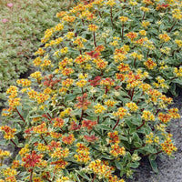 Sedum kamtschaticum Variegatum - 3 Sedum du Kamtschaka panaché - Plantes vivaces