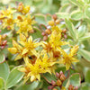 3 Sedum du Kamtschaka panaché - Bakker