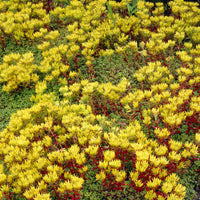 3 Sedum de l'Oregon - Sedum oreganum - Bakker