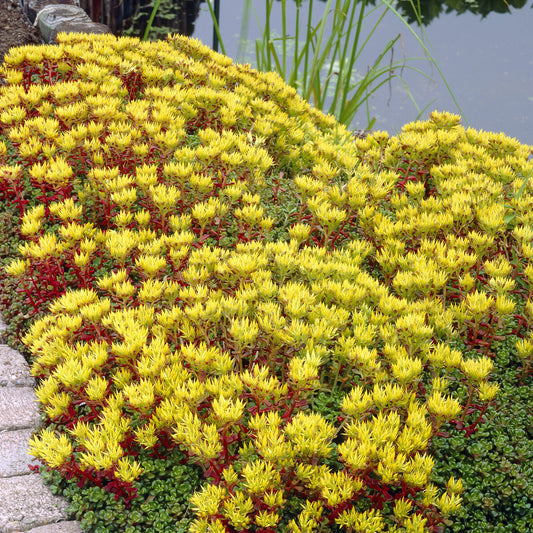 3 Sedum de l'Oregon