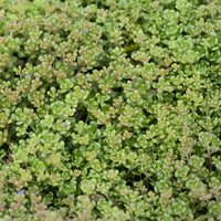 Sedum oreganum - 3 Sedum de l'Oregon - Plantes vivaces