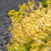 Vente Sedum des rochers Angelina - Sedum reflexum Angelina