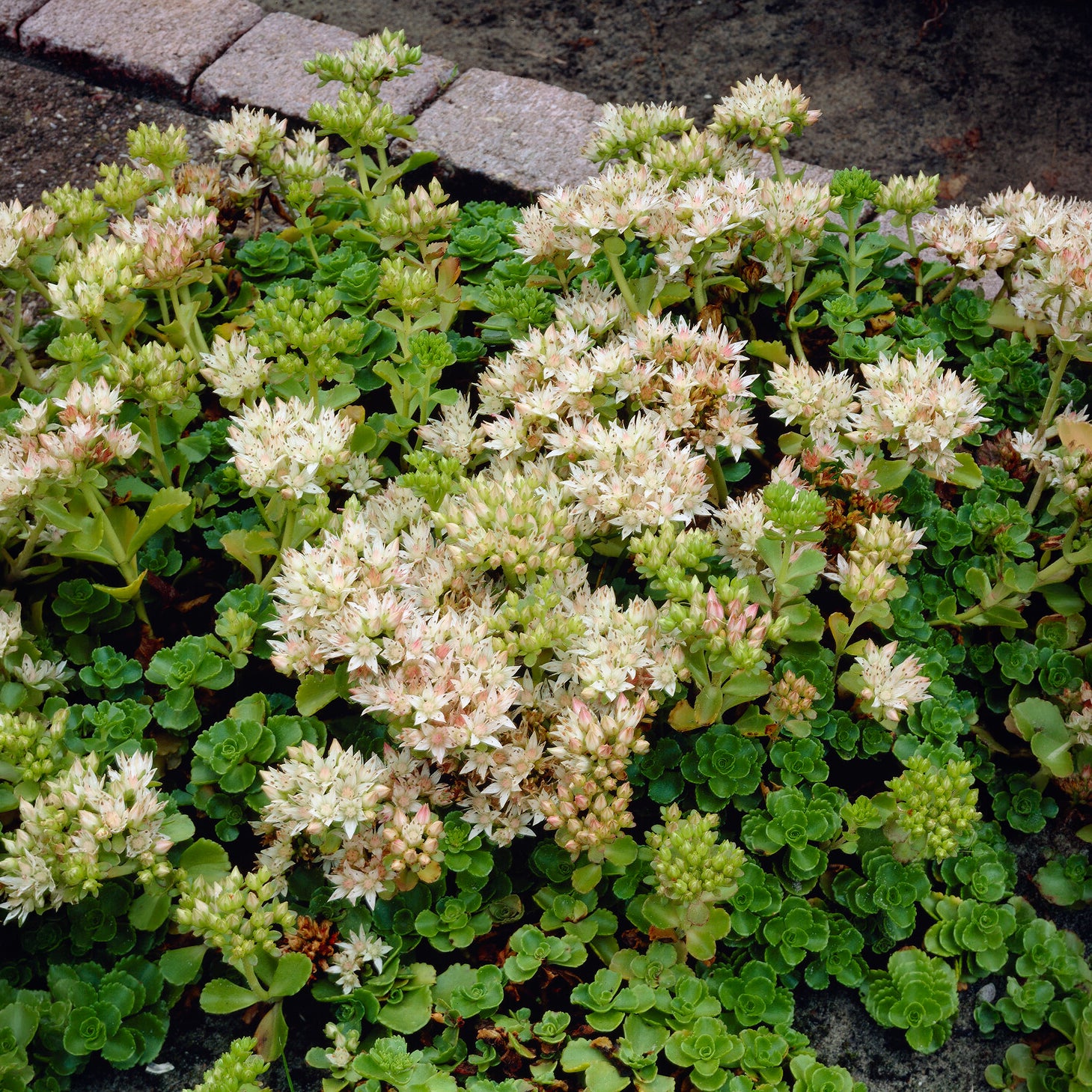 Sedum spurium Album - Bakker