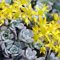 Plantes vivaces - 3 Sedum spatulé Purpureum - Sedum spathulifolium Purpureum