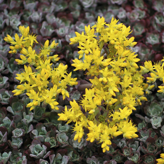 3 Sedum spatulé Purpureum