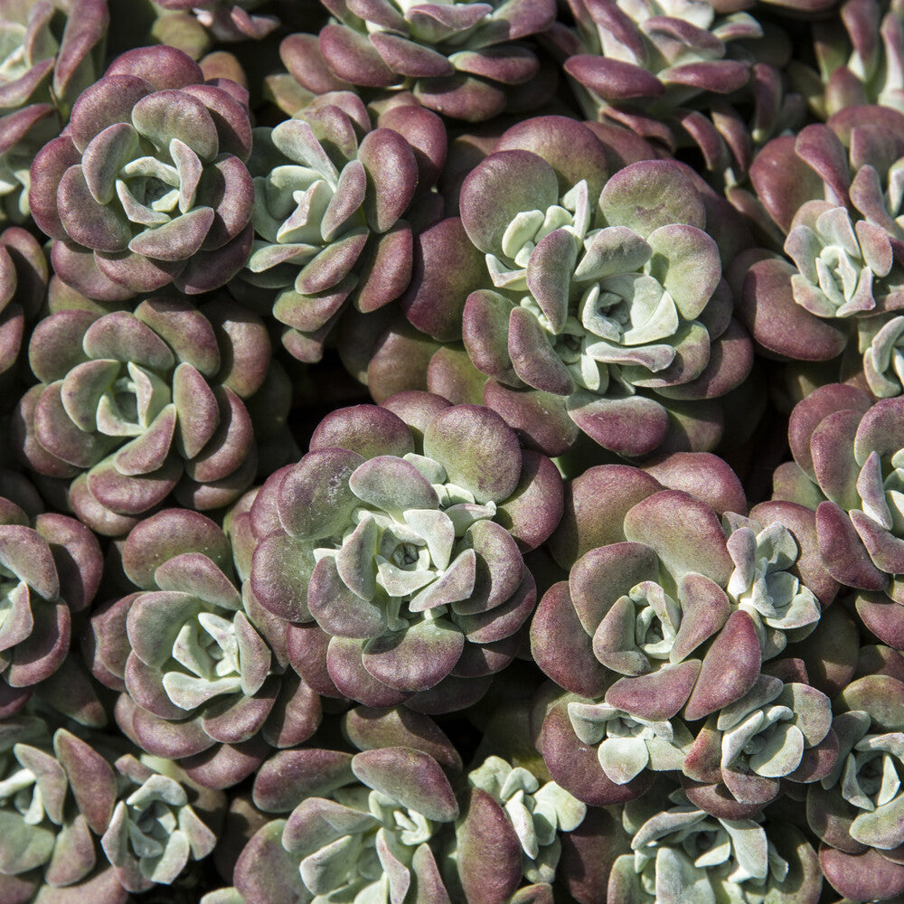 Sedum spathulifolium Purpureum - Sedum spatulé Purpureum - Sedum - Orpin