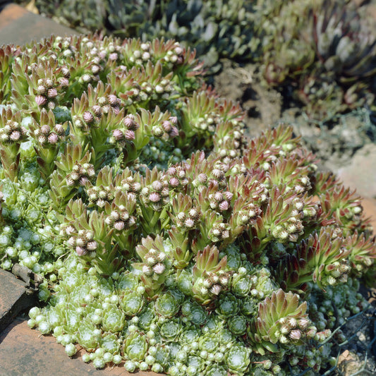Joubarbe à toile d'araignée - Sempervivum - Bakker