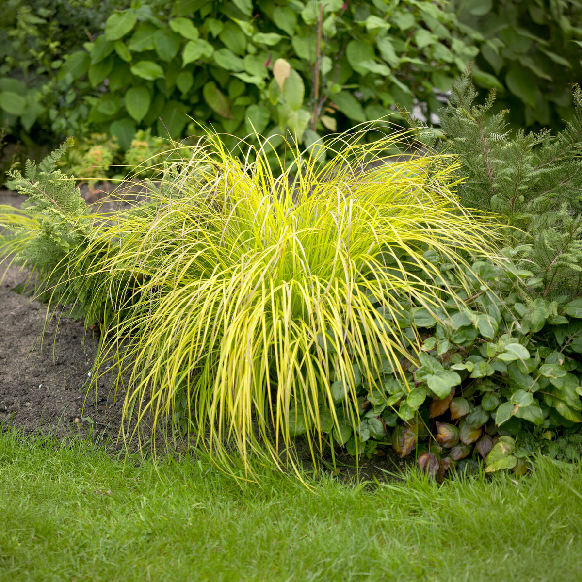 Laîche dorée - Carex Aurea - Bakker