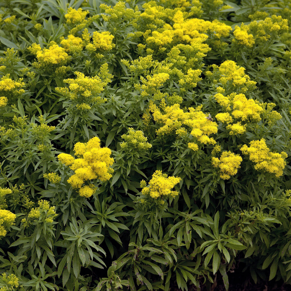 Solidago - Verge d'or - Solidago Golden Dwarf - Solidago Golden Dwarf
