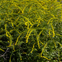 Solidago rugosa Fireworks - Solidago Fireworks - Solidago - Verge d'or
