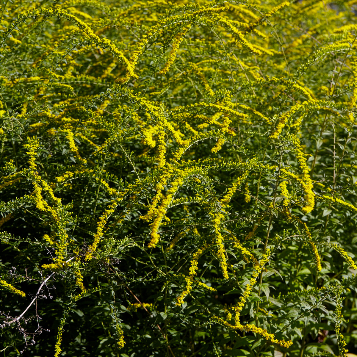 Solidago rugosa Fireworks - Solidago Fireworks - Solidago - Verge d'or