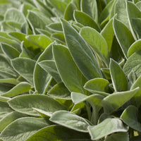 Vente Oreille de Lapin Big Ears - Epiaire de byzance - Stachys byzantina Big Ears
