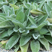 Oreille de Lapin Big Ears - Epiaire de byzance - Stachys byzantina Big Ears - Bakker