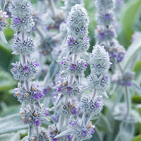 Plantes vivaces - Oreille de Lapin Big Ears - Epiaire de byzance - Stachys byzantina Big Ears