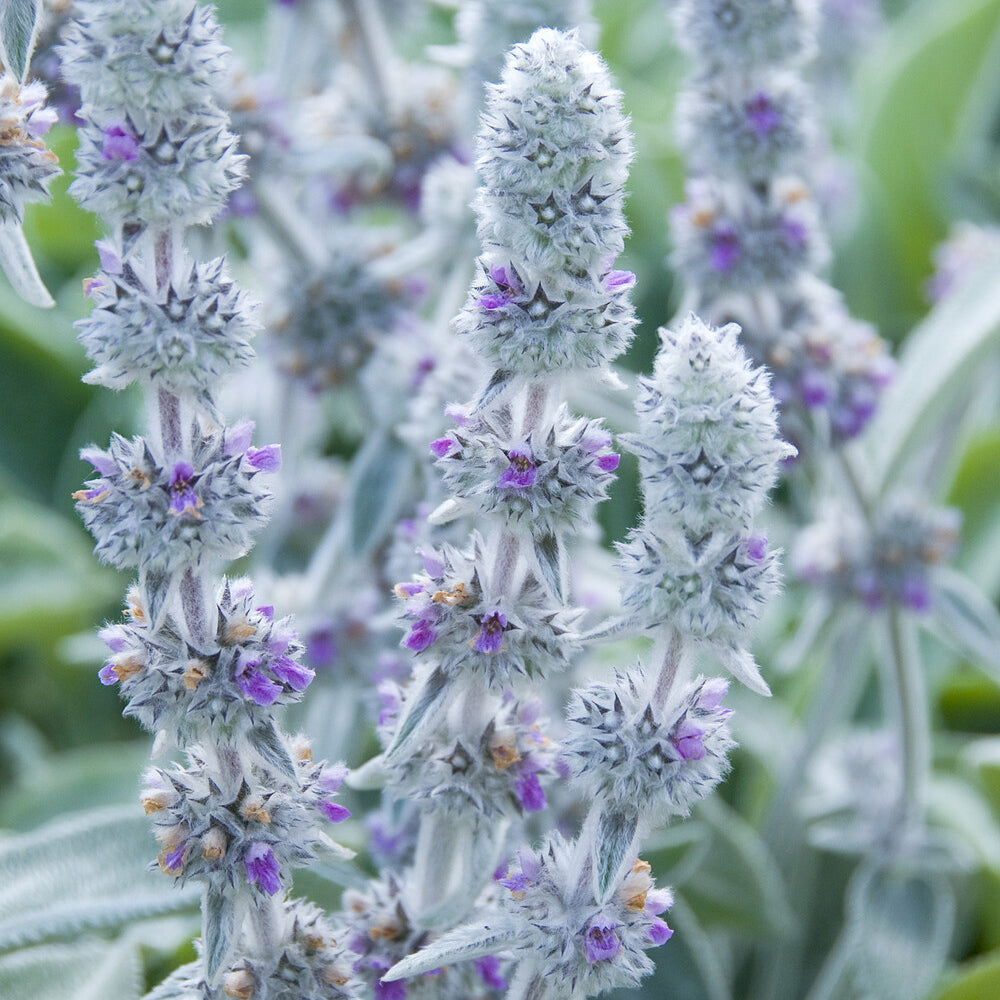 Plantes vivaces - Oreille de Lapin Big Ears - Epiaire de byzance - Stachys byzantina Big Ears