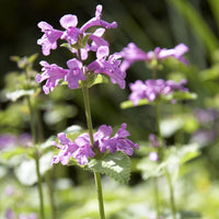 Stachys grandiflora Superba - Epiaire à grandes fleurs Superba Bétoine Superba - Vivaces fleuries