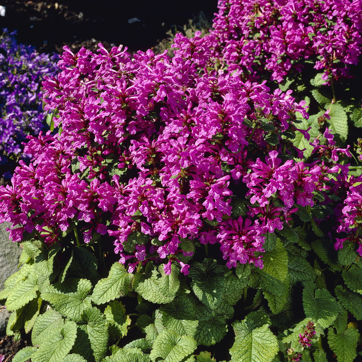 Epiaire à grandes fleurs Superba Bétoine Superba - Stachys grandiflora Superba - Bakker